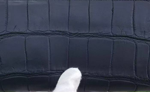 Preorder Men Bifold Crocodile Leather Wallet Dark Blue