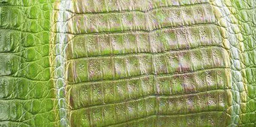 Crocodile  Skin Belly Leather Colorway