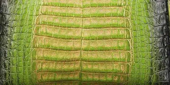Crocodile  Skin Belly Leather Colorway