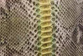 Python Skin Leather Colorway