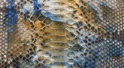 Python Skin Leather Colorway