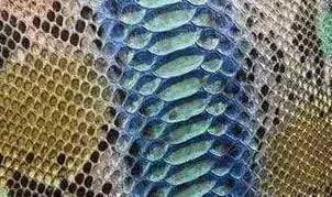 Python Skin Leather Colorway